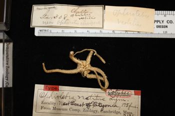 Media type: image;   Invertebrate Zoology OPH-2125 Description: Specimen with labels;